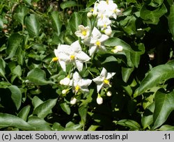 Solanum jasminoides