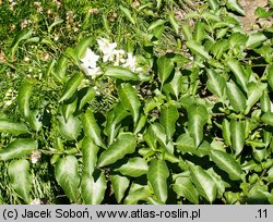 Solanum jasminoides