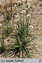 Allium tuberosum (czosnek bulwiasty)