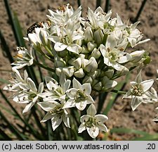 Allium tuberosum (czosnek bulwiasty)