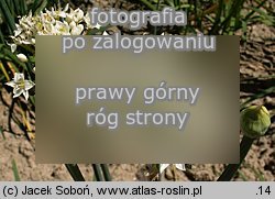 Allium tuberosum (czosnek bulwiasty)