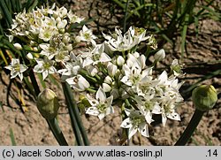 Allium tuberosum (czosnek bulwiasty)