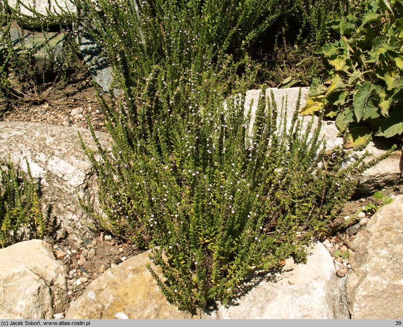 Micromeria juliana (mikromeria lipcowa)