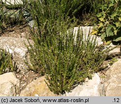 Micromeria juliana (mikromeria lipcowa)