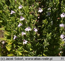 Micromeria juliana (mikromeria lipcowa)