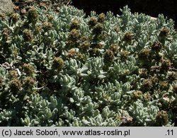 Teucrium musimonum