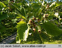 Crataegus mollis (głóg miękki)