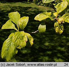 Crataegus punctata (głóg cętkowany)