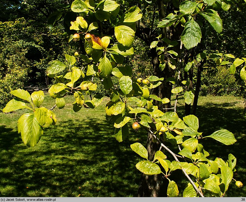 Crataegus punctata (głóg cętkowany)