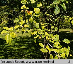 Crataegus punctata (głóg cętkowany)