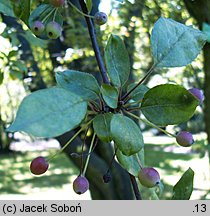 Malus sargentii (jabłoń Sargenta)