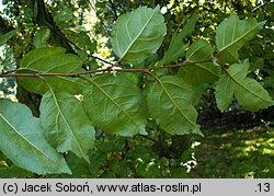 Malus sargentii (jabłoń Sargenta)