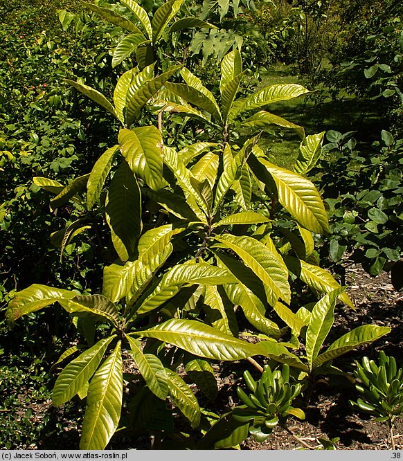 Eriobotrya japonica (nieśplik japoński)