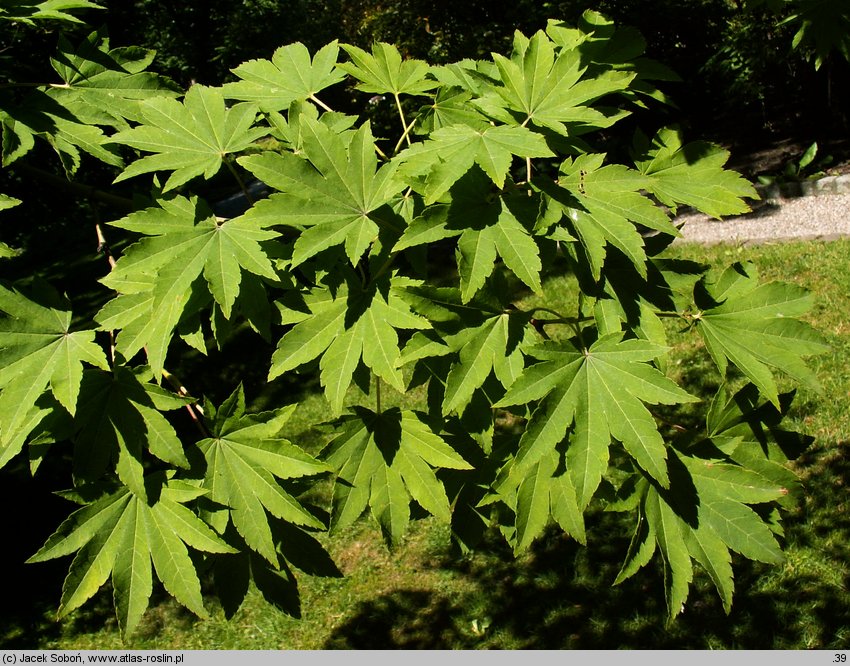 Acer sieboldianum (klon Siebolda)