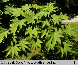 Acer sieboldianum (klon Siebolda)