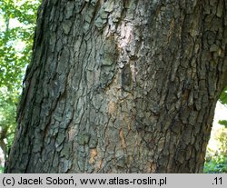 Acer opalus ssp. obtusatum (klon włoski tępolistny)