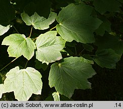 Acer opalus ssp. obtusatum (klon włoski tępolistny)