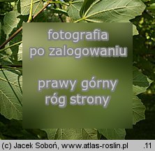 Acer opalus ssp. obtusatum (klon włoski tępolistny)
