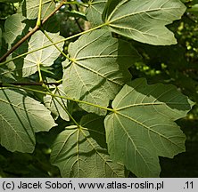 Acer opalus ssp. obtusatum (klon włoski tępolistny)