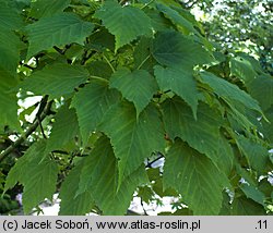 Acer rufinerve (klon rdzawy)