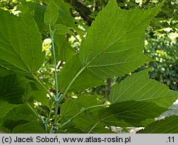 Acer rufinerve (klon rdzawy)