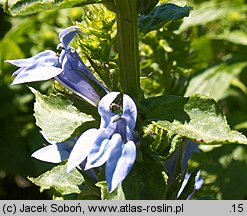 Lobelia siphilitica (lobelia wielka)