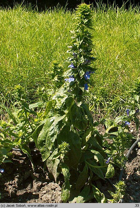 Lobelia siphilitica (lobelia wielka)