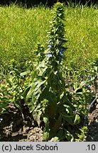 Lobelia siphilitica (lobelia wielka)