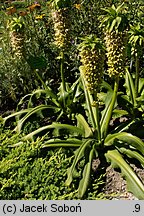 Eucomis bicolor (eukomis dwubarwny)