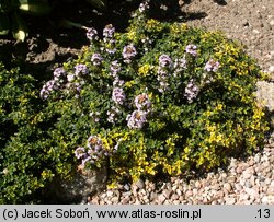 Thymus hybridus (macierzanka ogrodowa)