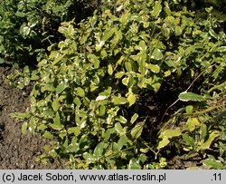 Mentha suaveolens (mięta okrągłolistna)