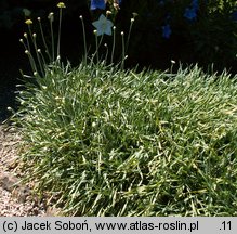 Allium senescens ssp. glaucum (czosnek sinawy)