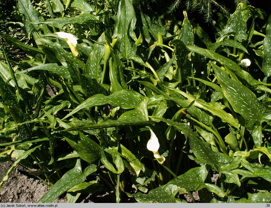 Zantedeschia albomaculata