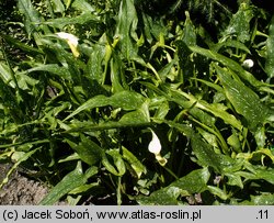 Zantedeschia albomaculata