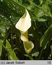 Zantedeschia albomaculata