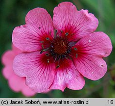 Potentilla nepalensis (pięciornik nepalski)