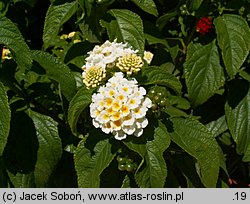 Lantana camara (lantana pospolita)