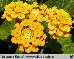 Lantana camara (lantana pospolita)