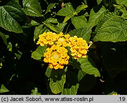 Lantana camara (lantana pospolita)