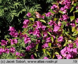 Bougainvillea glabra