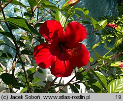 Hibiscus rosa-sinensis (ketmia róża chińska)