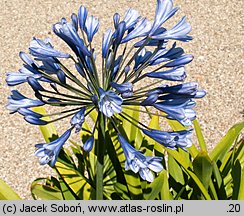 Agapanthus africanus