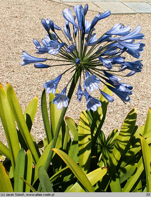 Agapanthus africanus