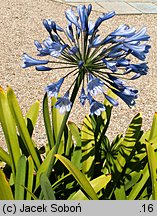 Agapanthus africanus