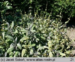 Salvia officinalis (szałwia lekarska)