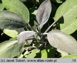 Salvia officinalis (szałwia lekarska)