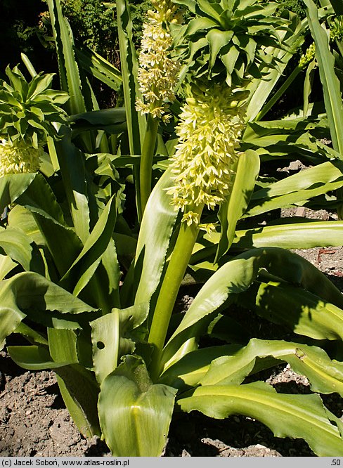 Eucomis comosa (eukomis czubaty)