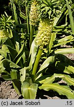 Eucomis comosa (eukomis czubaty)