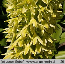 Eucomis comosa (eukomis czubaty)