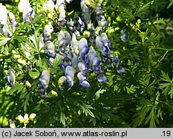 Aconitum ×cammarum (tojad ogrodowy)